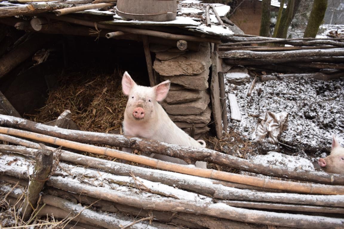 園冶杯一等獎朱文豪：一粒沙中見世界，一座村中見故鄉