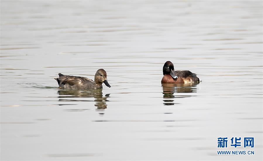 極瀕危物種青頭潛鴨現身云南青華海濕地公園