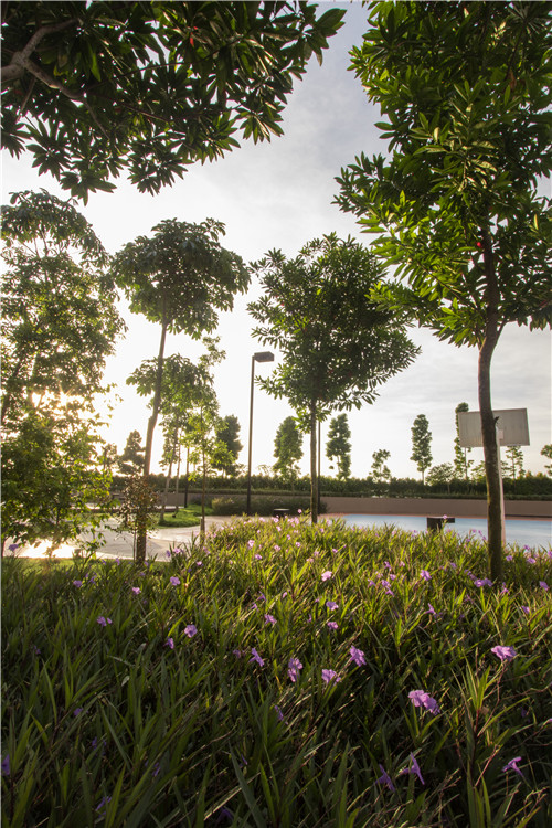 園冶杯專(zhuān)業(yè)獎(jiǎng)|熱帶度假勝地——“共享天空”