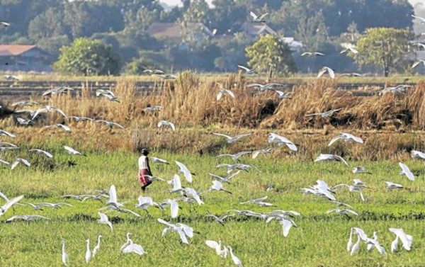 Sharon Perion：通過景觀干預進行的坎達巴沼澤保護