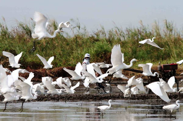 Sharon Perion：通過景觀干預進行的坎達巴沼澤保護