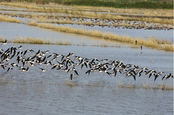 Sharon Perion：通過景觀干預進行的坎達巴沼澤保護