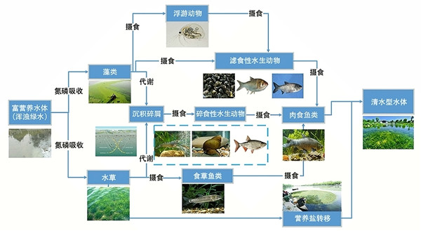 水生態系統保護、修復、利用的思考與實踐