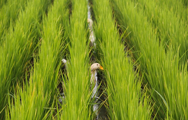 城市水環境治理中的人工濕地公園模式的探討
