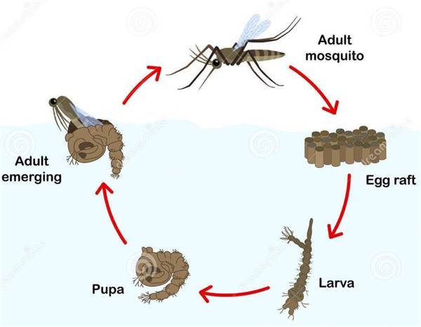 Emmanuel Pouille：濕地的生態系統以及治理對策