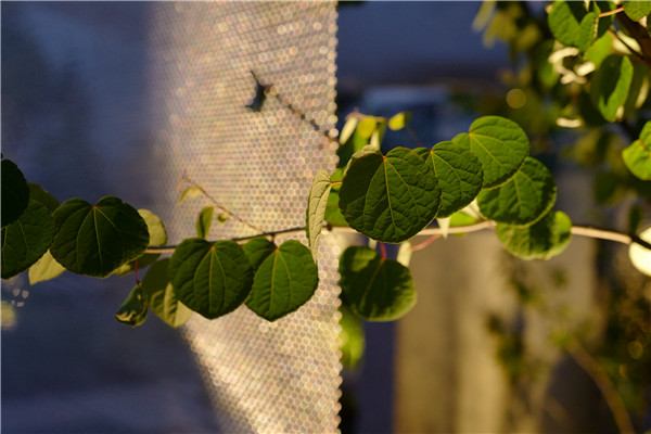 慢客景觀丨2020世界花園大會“江南水里”展園