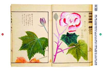 幾回清夢到花前:紅樓女子的草木情緣