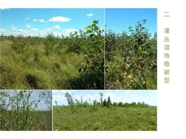 《中國濕地植被與植物圖鑒》出版