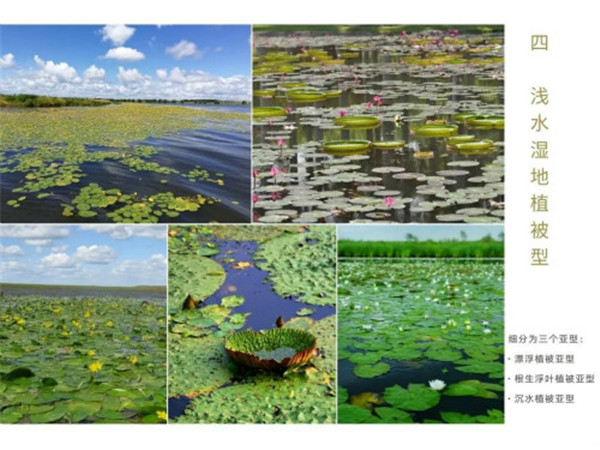 《中國濕地植被與植物圖鑒》出版
