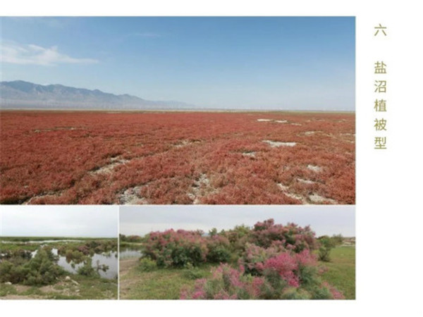 《中國濕地植被與植物圖鑒》出版