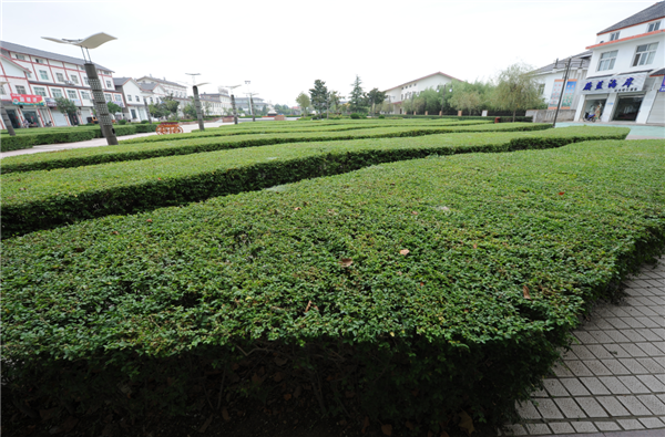 張曉鳴:審美引導也是園林人的使命