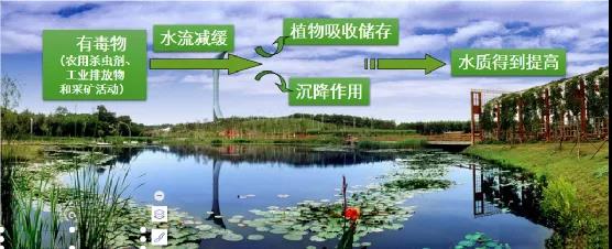 鮑達明：加強濕地保護，促進綠色發(fā)展