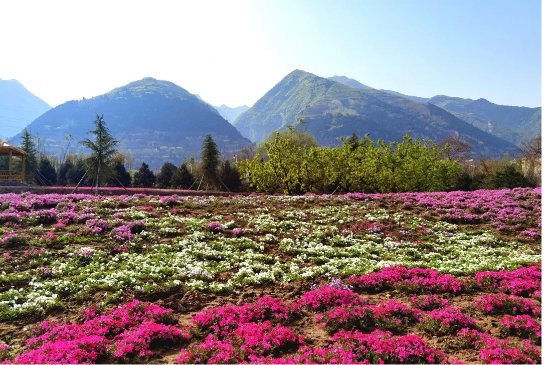 黎妮：為西部美麗鄉村注入新活力