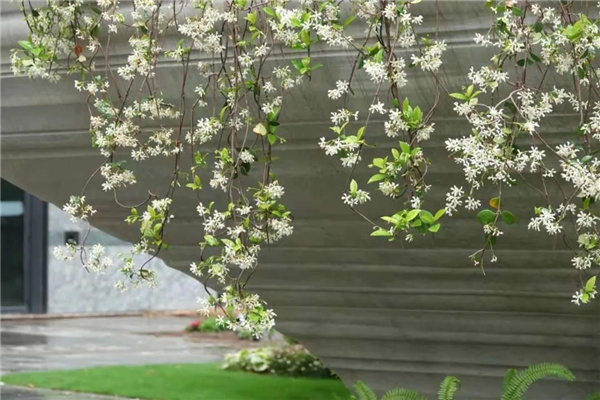 天安千樹濱河花園及一二樓平臺花園