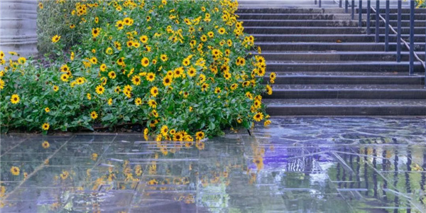 天安千樹濱河花園及一二樓平臺花園