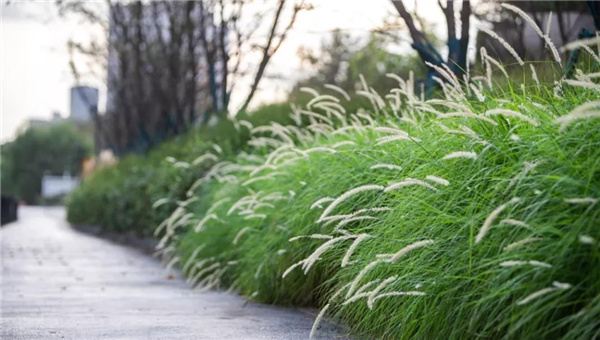 天安千樹濱河花園及一二樓平臺花園