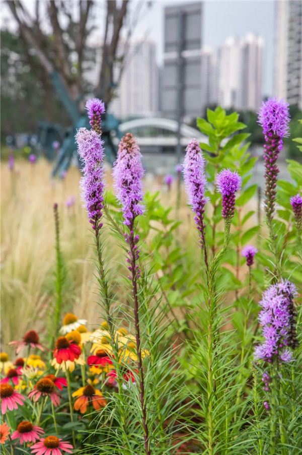 天安千樹濱河花園及一二樓平臺花園