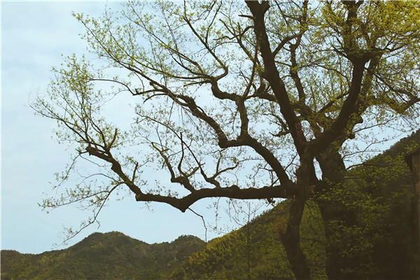 臺州·黃巖交旅集團枕山酒店