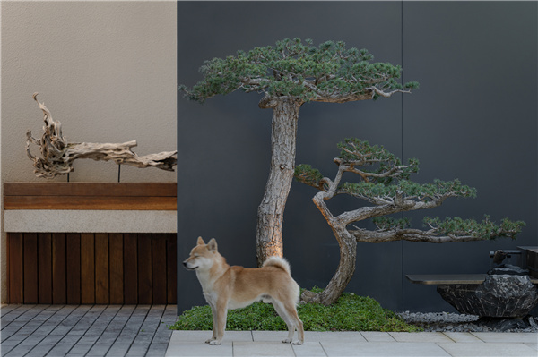 甲南園林丨龍灣某別墅花園設(shè)計(jì)