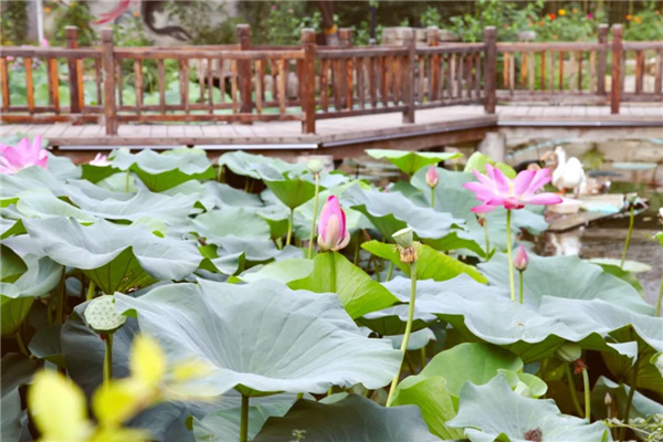 中秋雅集丨院子里的中秋，節日里的生活美學