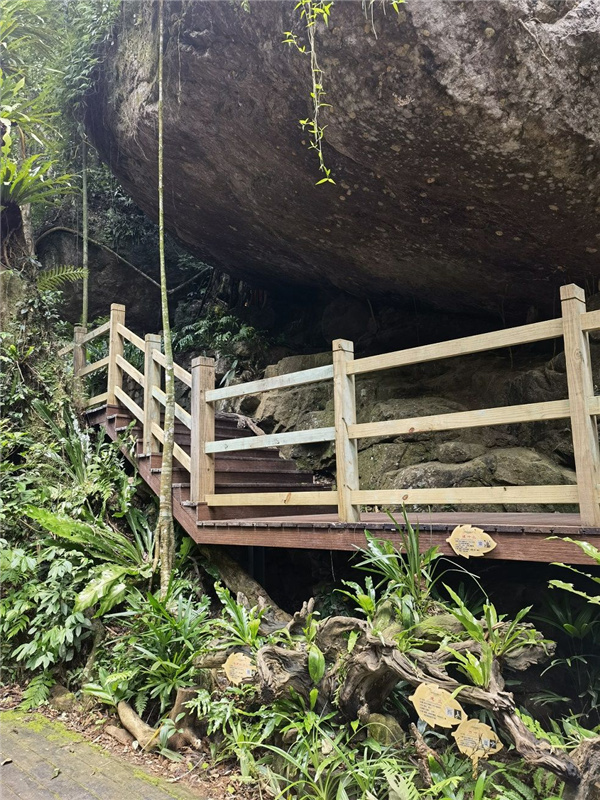 園冶杯金獎(jiǎng)作品丨五指山熱帶雨林谷道修繕項(xiàng)目