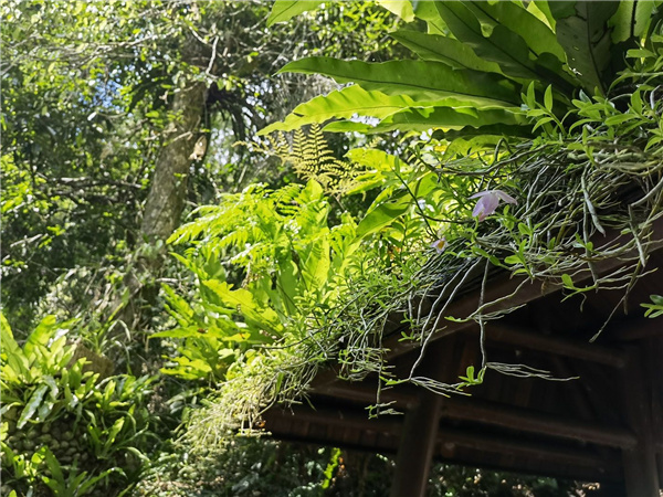 園冶杯金獎(jiǎng)作品丨五指山熱帶雨林谷道修繕項(xiàng)目