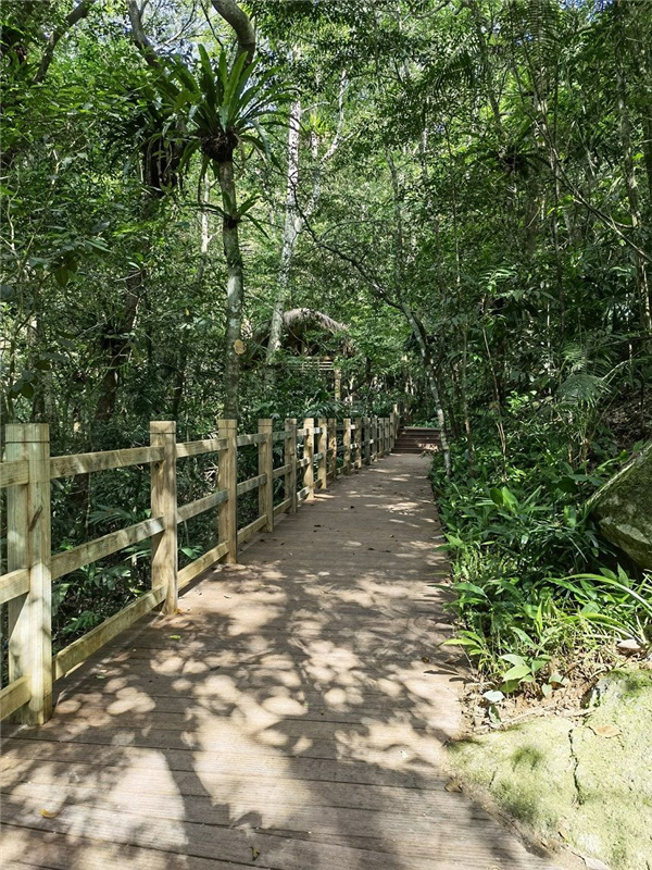 園冶杯金獎(jiǎng)作品丨五指山熱帶雨林谷道修繕項(xiàng)目