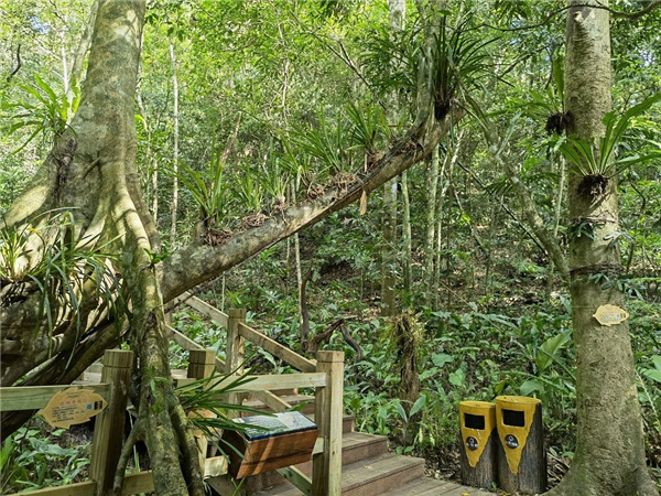 園冶杯金獎(jiǎng)作品丨五指山熱帶雨林谷道修繕項(xiàng)目