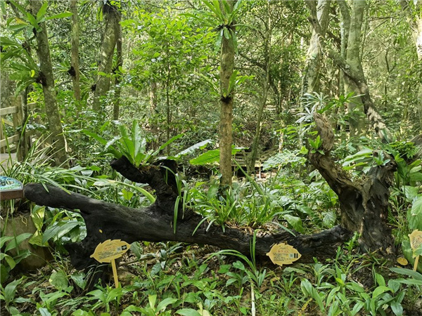 園冶杯金獎(jiǎng)作品丨五指山熱帶雨林谷道修繕項(xiàng)目