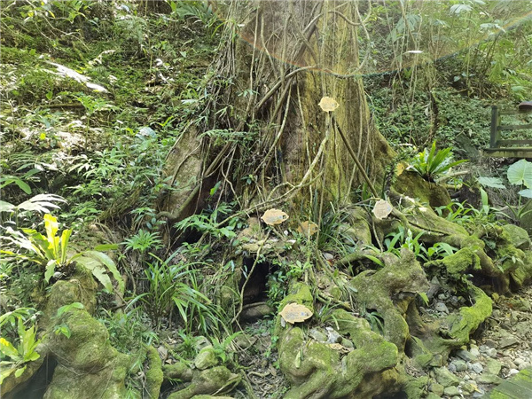 園冶杯金獎(jiǎng)作品丨五指山熱帶雨林谷道修繕項(xiàng)目