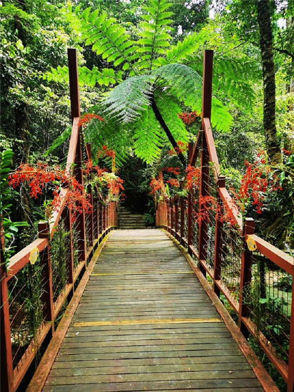園冶杯金獎(jiǎng)作品丨五指山熱帶雨林谷道修繕項(xiàng)目