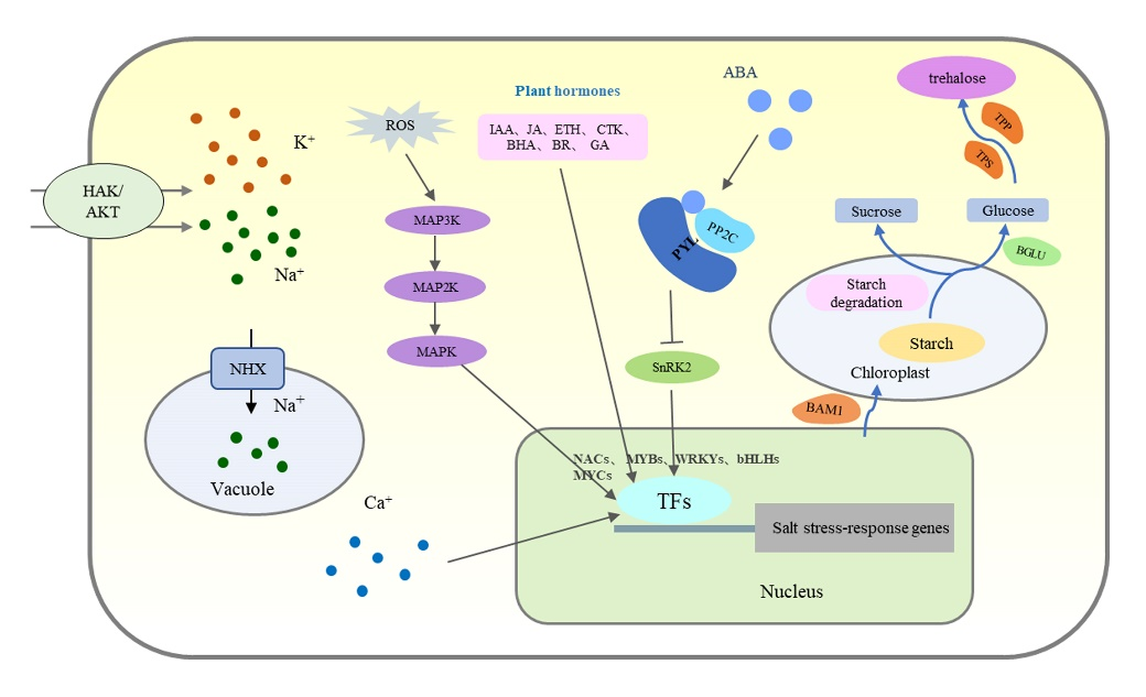 園冶杯一等獎得主孫紹營:研究“草原最美的花”