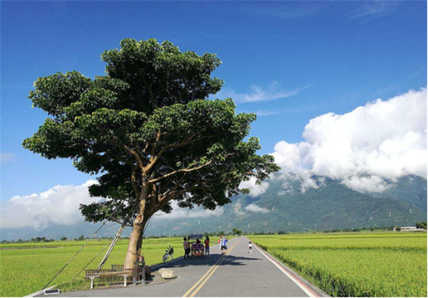 臺東縣池上鄉:稻米之鄉奏響四季樂章