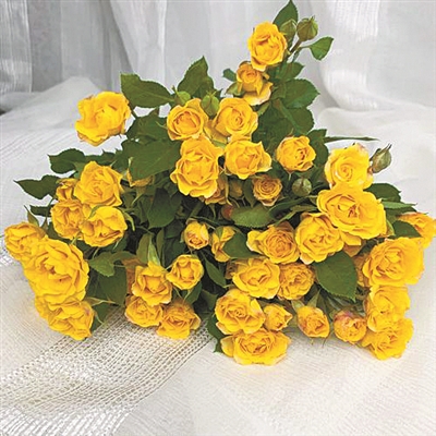 花卉產(chǎn)業(yè)發(fā)展的活力與美好