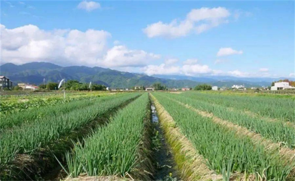 宜蘭縣三星鄉:蔥滿勝算 盡在三星