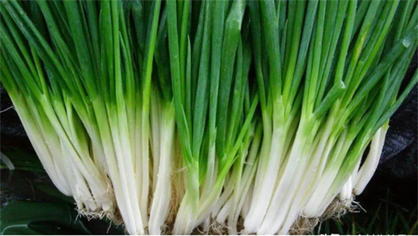 宜蘭縣三星鄉:蔥滿勝算 盡在三星