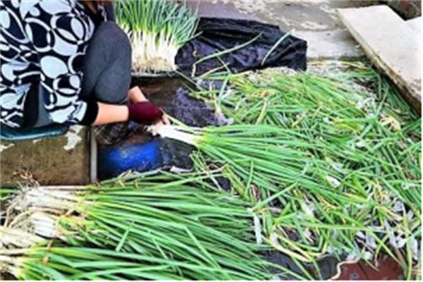 宜蘭縣三星鄉:蔥滿勝算 盡在三星