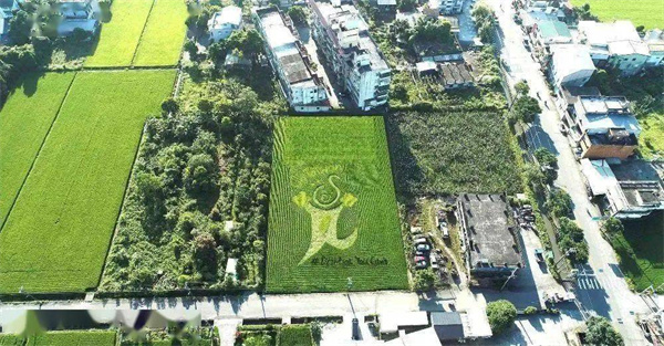 宜蘭縣三星鄉:蔥滿勝算 盡在三星