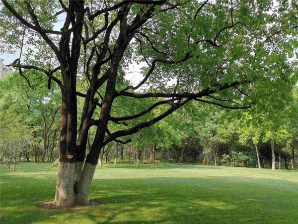 園冶杯獲獎(jiǎng)作品丨合肥逍遙津公園提升改造