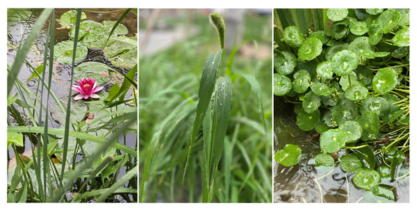 園冶杯獲獎(jiǎng)作品丨車公莊19號院景觀改造