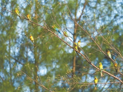讓更多人走進濕地了解濕地