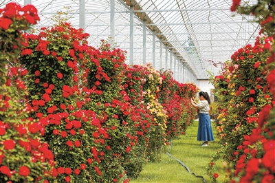 2023北京月季文化節開幕