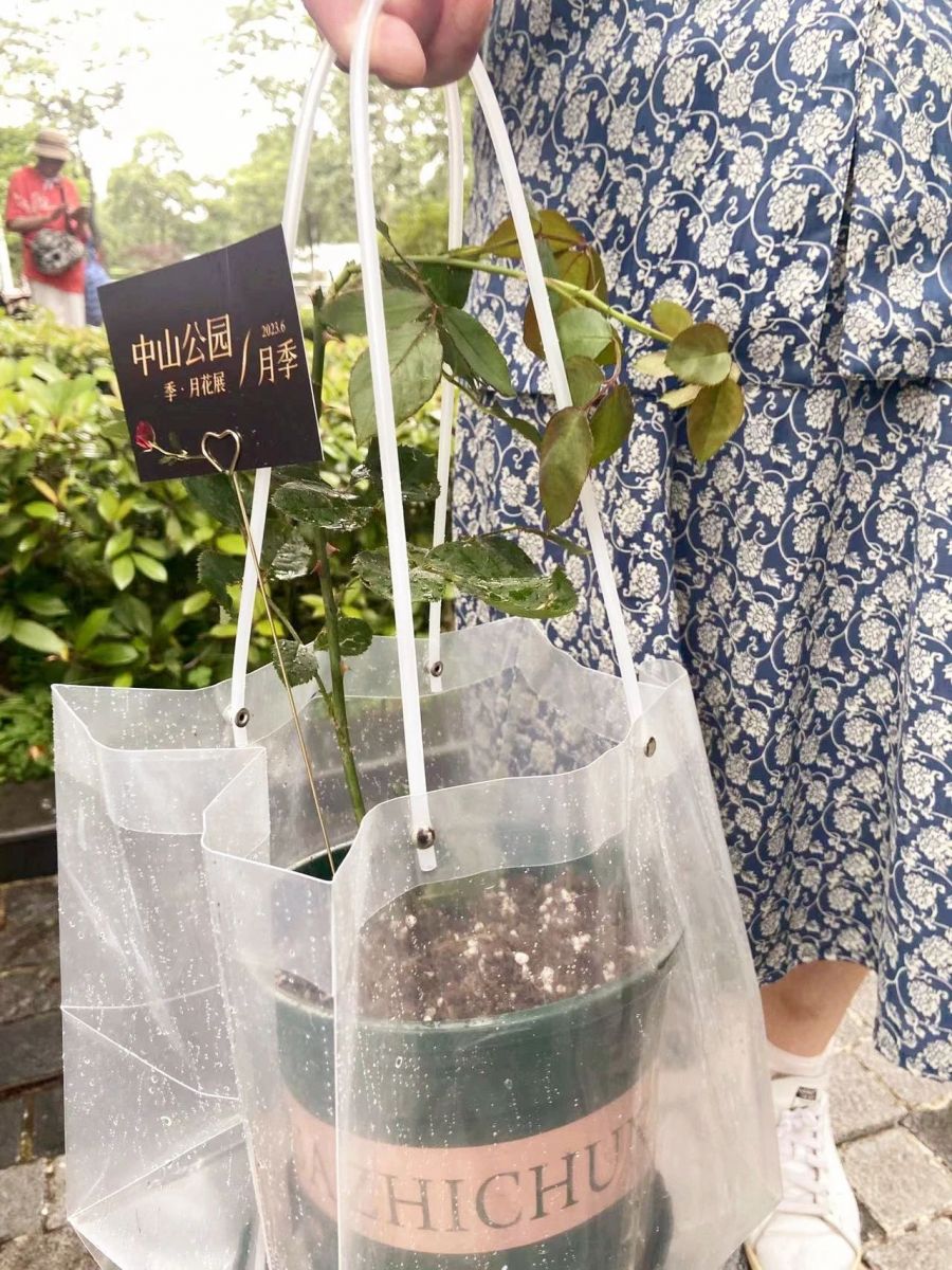 上海中山公園免費(fèi)向游客送出數(shù)百盆月季花