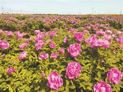 以植物之力實(shí)現(xiàn)鹽堿地“生態(tài)+經(jīng)濟(jì)”雙贏