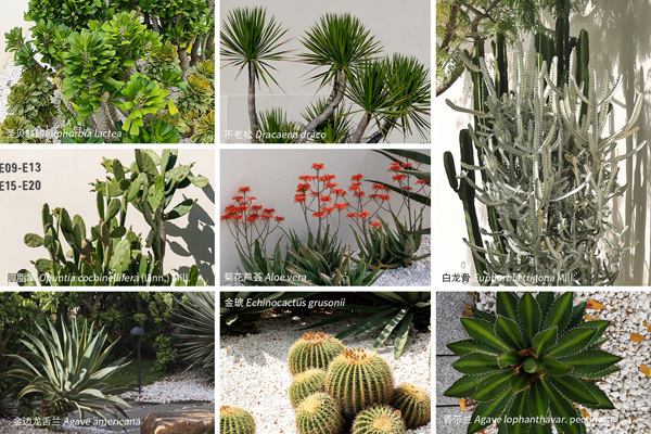 致舍景觀 ｜ 阿那亞三亞南花園