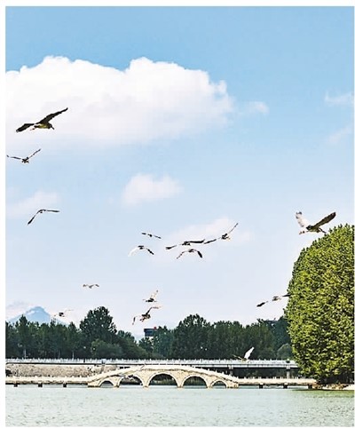 讓城市與鳥(niǎo)相融相生