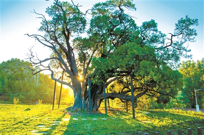京郊古鎮續寫新時代古樹故事