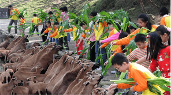 苗栗縣飛牛牧場：牛到飛起的休閑農業牧場