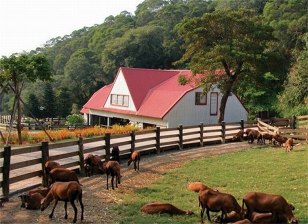苗栗縣飛牛牧場：牛到飛起的休閑農業牧場