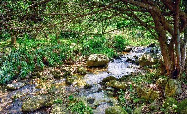 臺灣南投縣桃米村：多元產(chǎn)業(yè)融合 打造生態(tài)IP